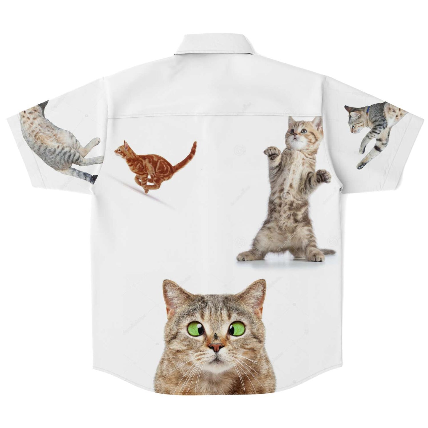 Cat shirt