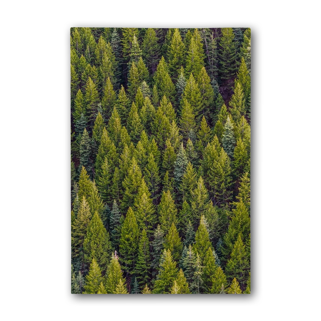 Forest Premium Stretched Canvas