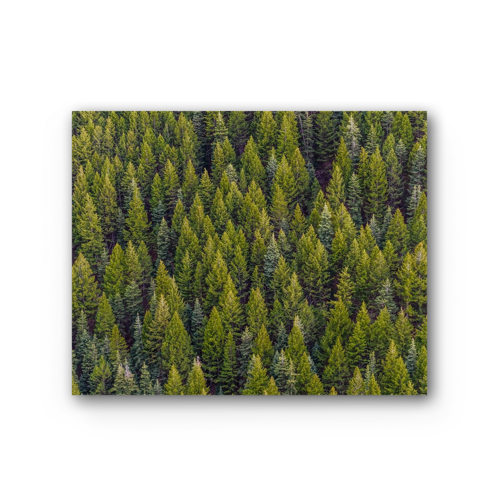 Forest Premium Stretched Canvas