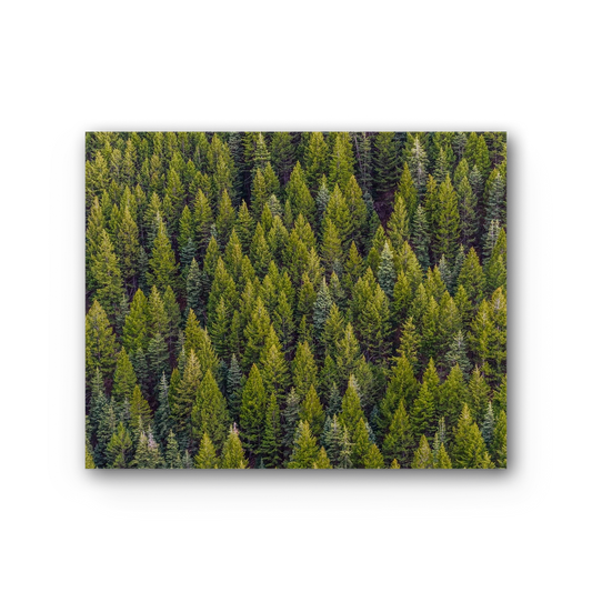 Forest Premium Stretched Canvas