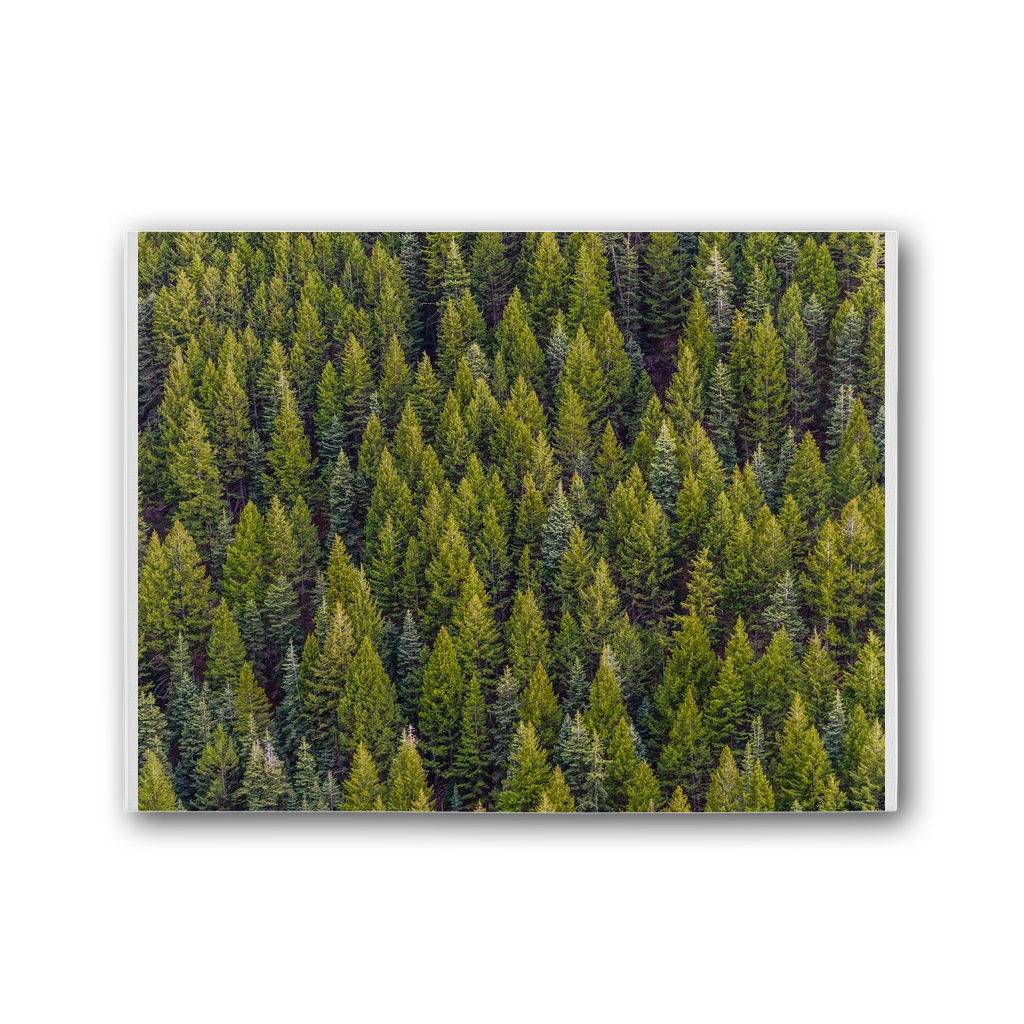 Forest Premium Stretched Canvas