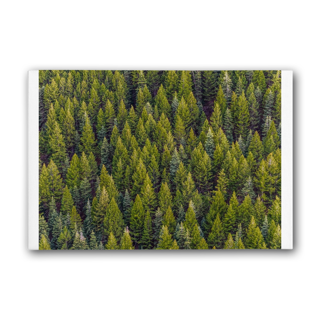 Forest Premium Stretched Canvas