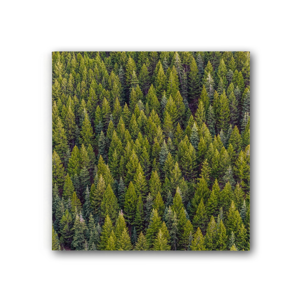 Forest Premium Stretched Canvas