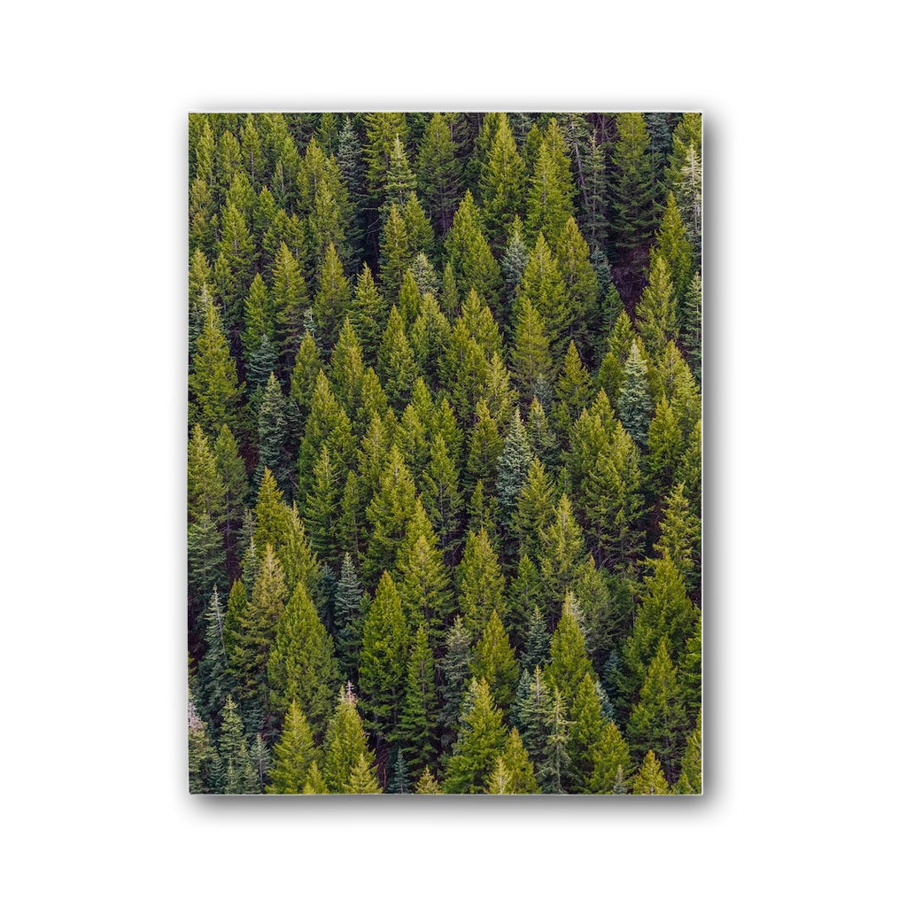 Forest Premium Stretched Canvas