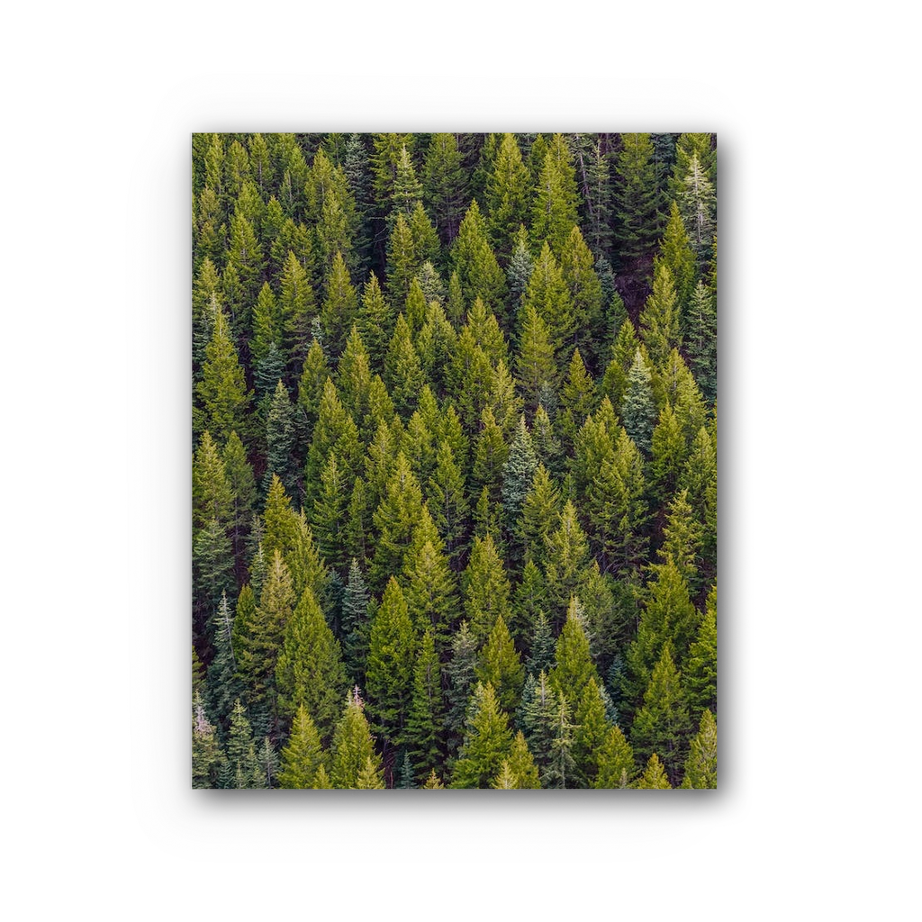 Forest Premium Stretched Canvas